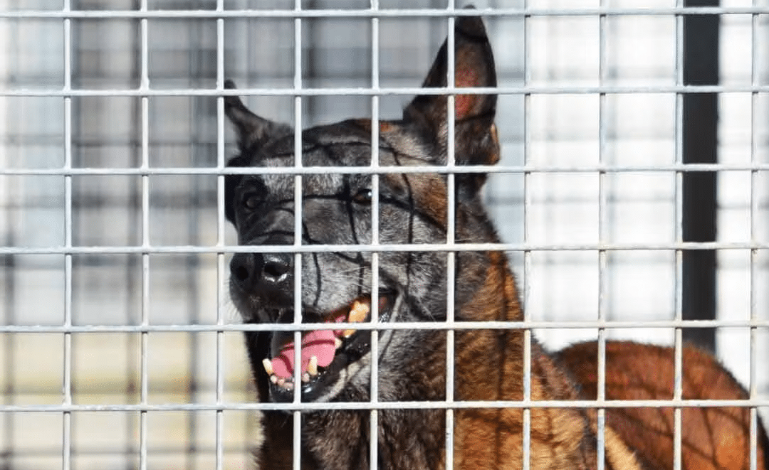 Quelle protection pour les chiens utilisés dans la sécurité privée ?