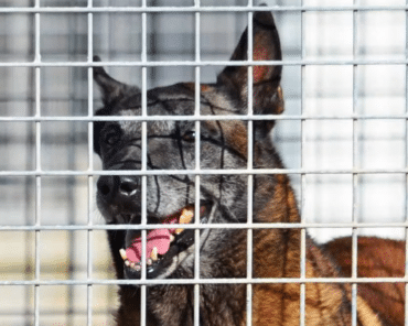 Quelle protection pour les chiens utilisés dans la sécurité privée ?