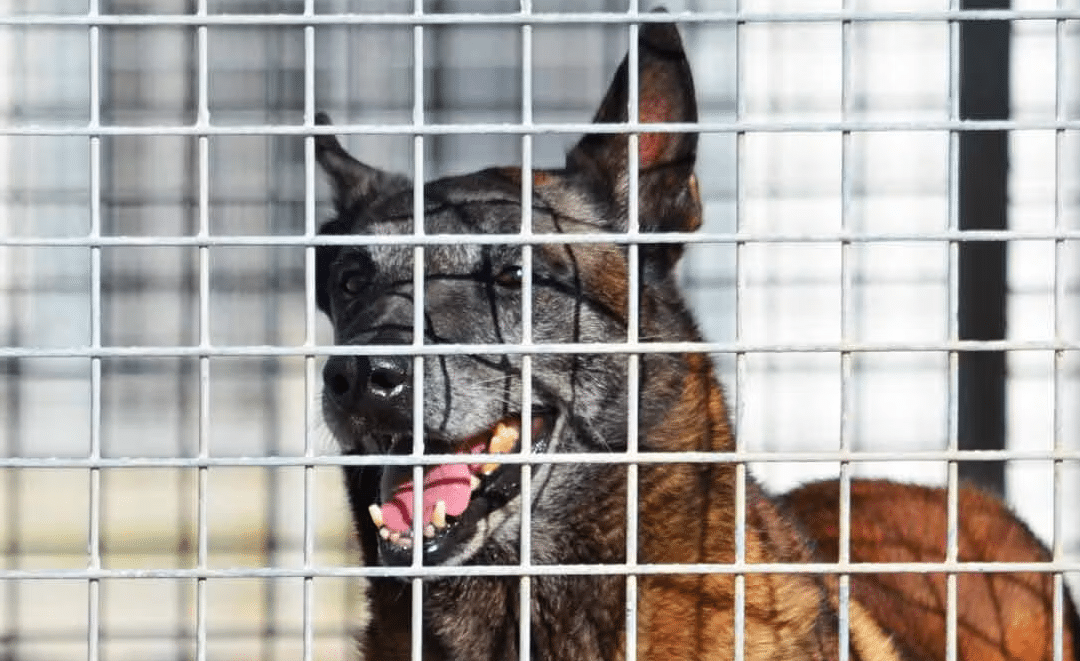 Paris 2024 : des chiens renifleurs d’explosifs dans les gares