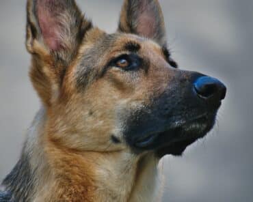 CNAPS : un guide pour les professionnels de la sécurité privée