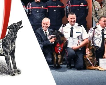 La sécurité privée honorée lors des Trophées des Chiens Héros