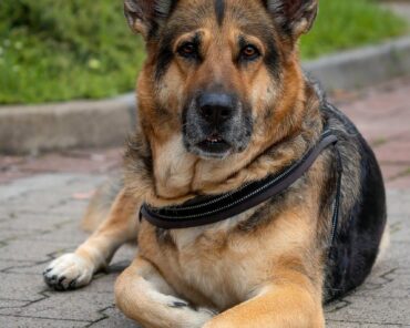 Le CNAPS s’engage contre la maltraitance animale