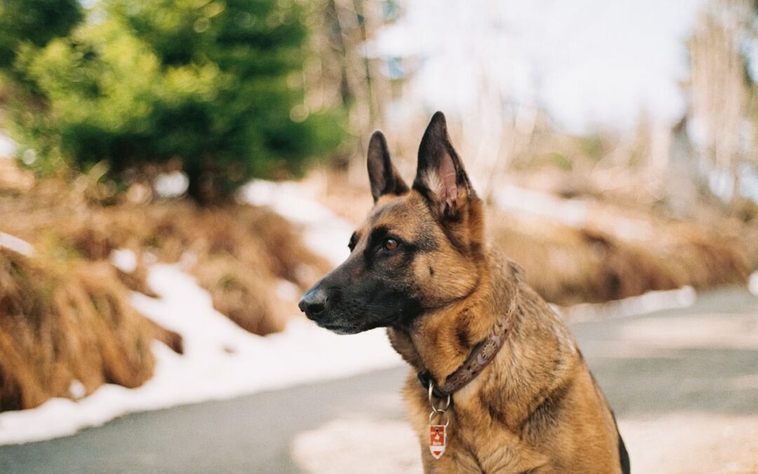 Sécurité privée : la vaccination des chiens est-elle obligatoire ?