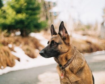 La vaccination des chiens en sécurité privée est-elle obligatoire ?
