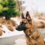 La vaccination des chiens en sécurité privée est-elle obligatoire ?