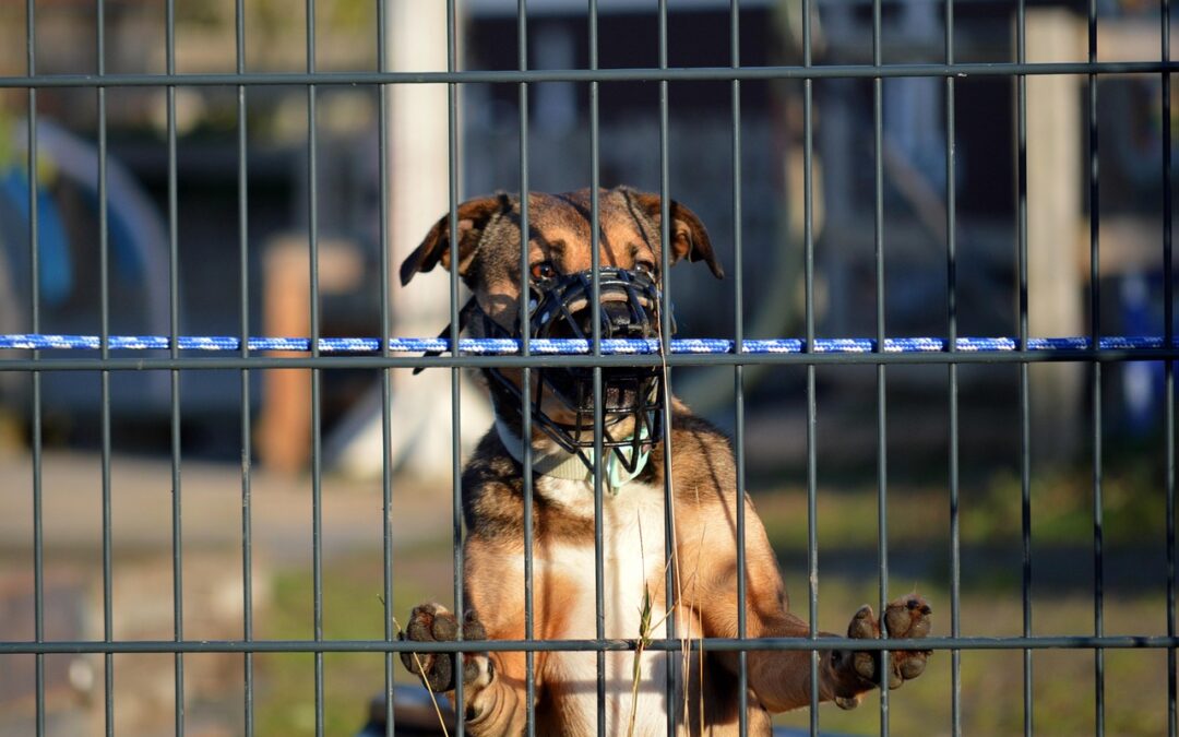 Du changement pour les formateurs cynophiles