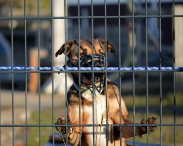 Une réforme modifie les règles pour devenir formateurs cynophiles