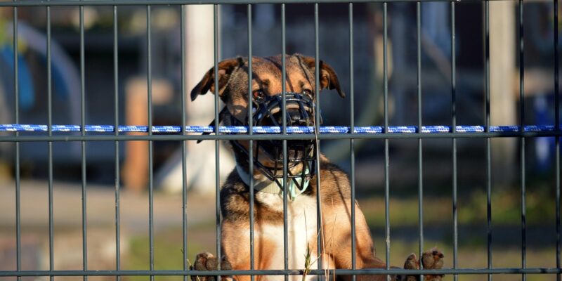 Une réforme modifie les règles pour devenir formateurs cynophiles